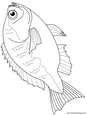 Lamina para colorear Dibujos de Pescados. pescados